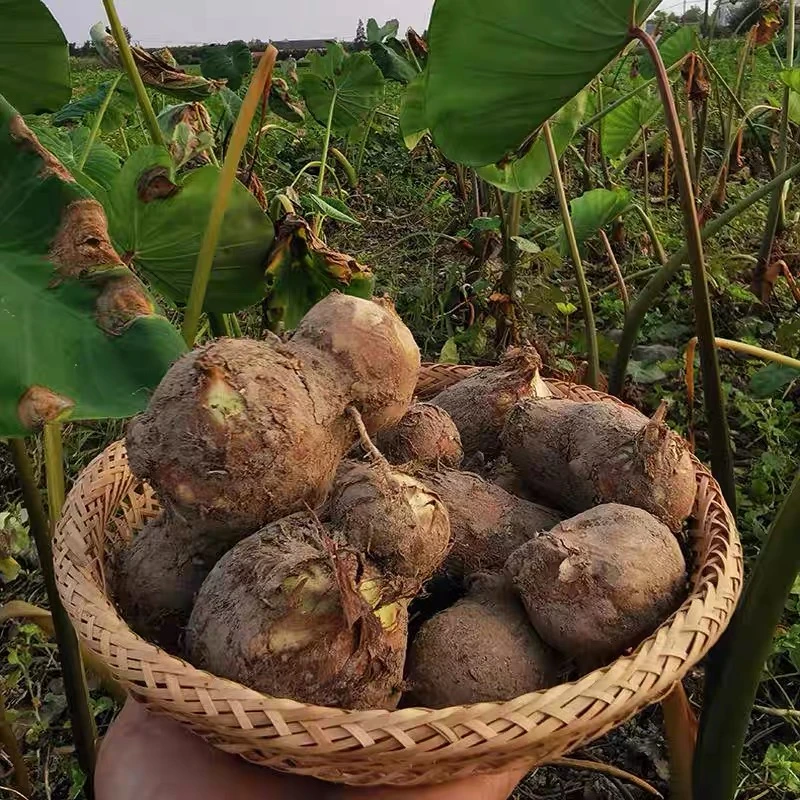 苏北特产农家自种芋头 芋头新鲜时令应季蔬菜粉糯软