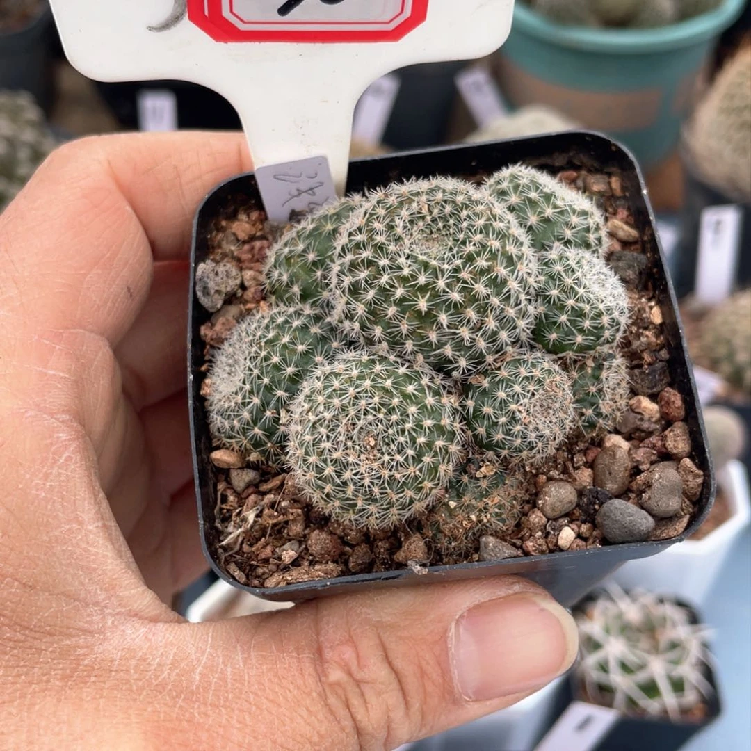 小*点30往事多肉园仙人球