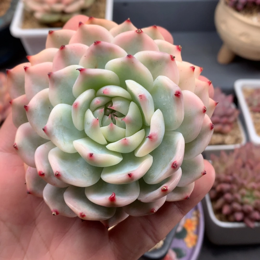 我们家的小仙女们