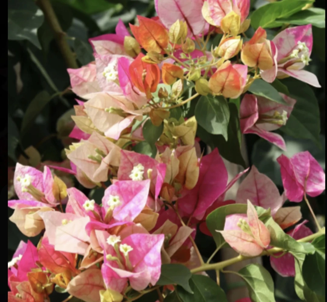 【娆】三角梅四季勤花可爬藤庭院种植