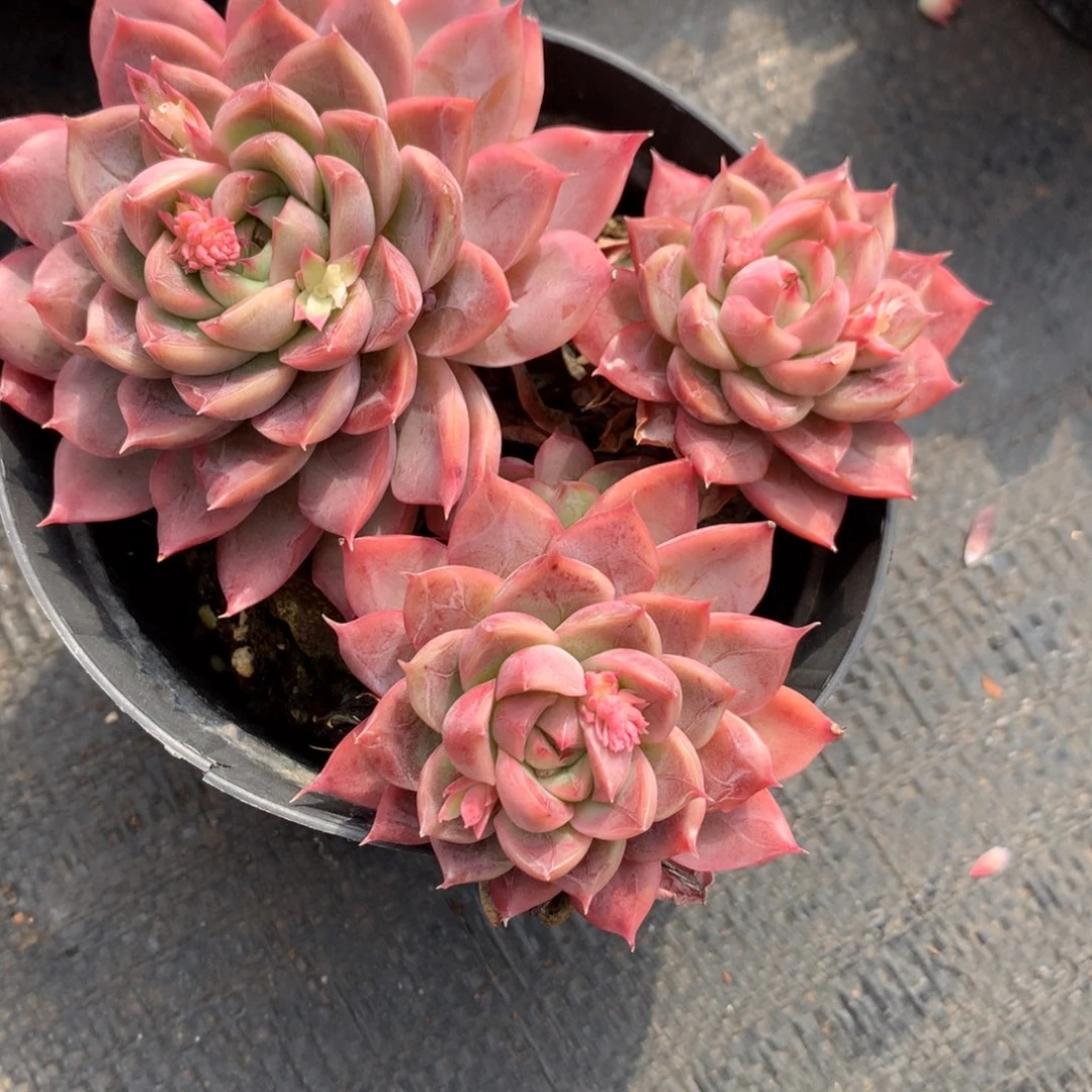 8919杂交多肉植物基地