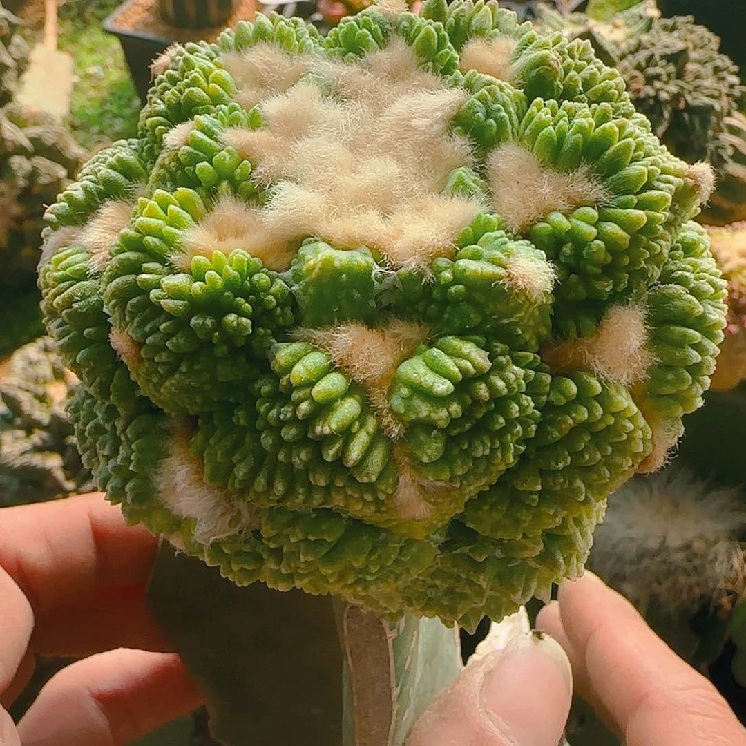 大牡丹锦368仙人球开花