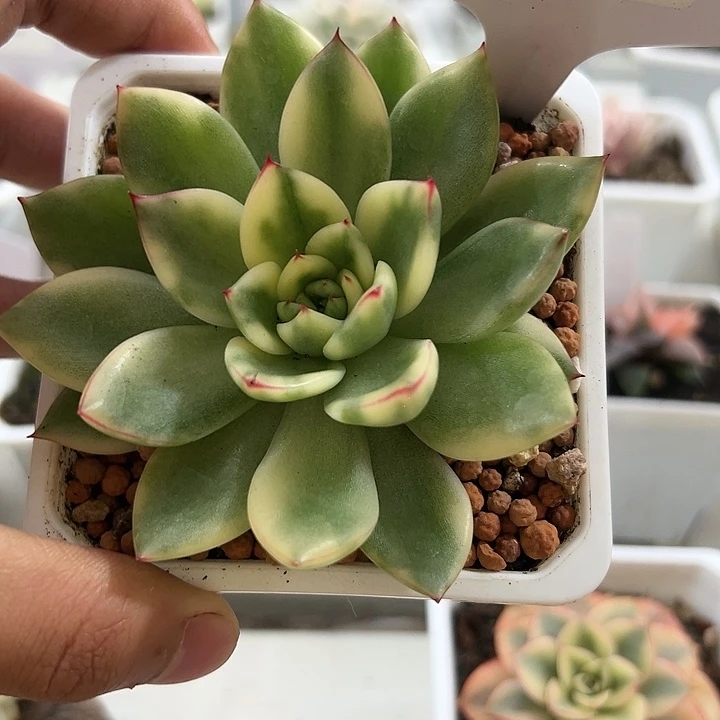 1043号阿诗玛锦多肉