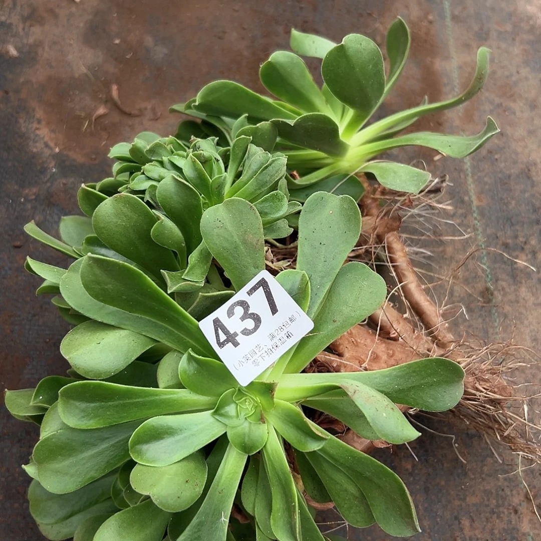 多肉植物437玉龙观音缀