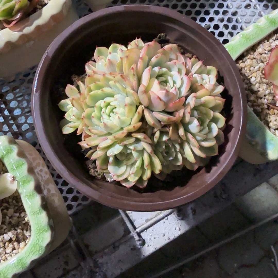 姬莲锦群生多肉植物