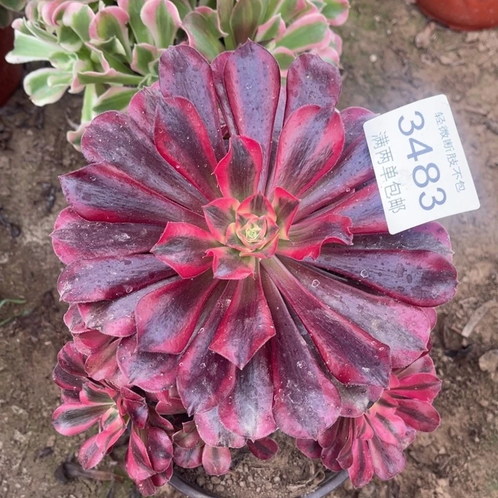 3483美杜莎的的的多