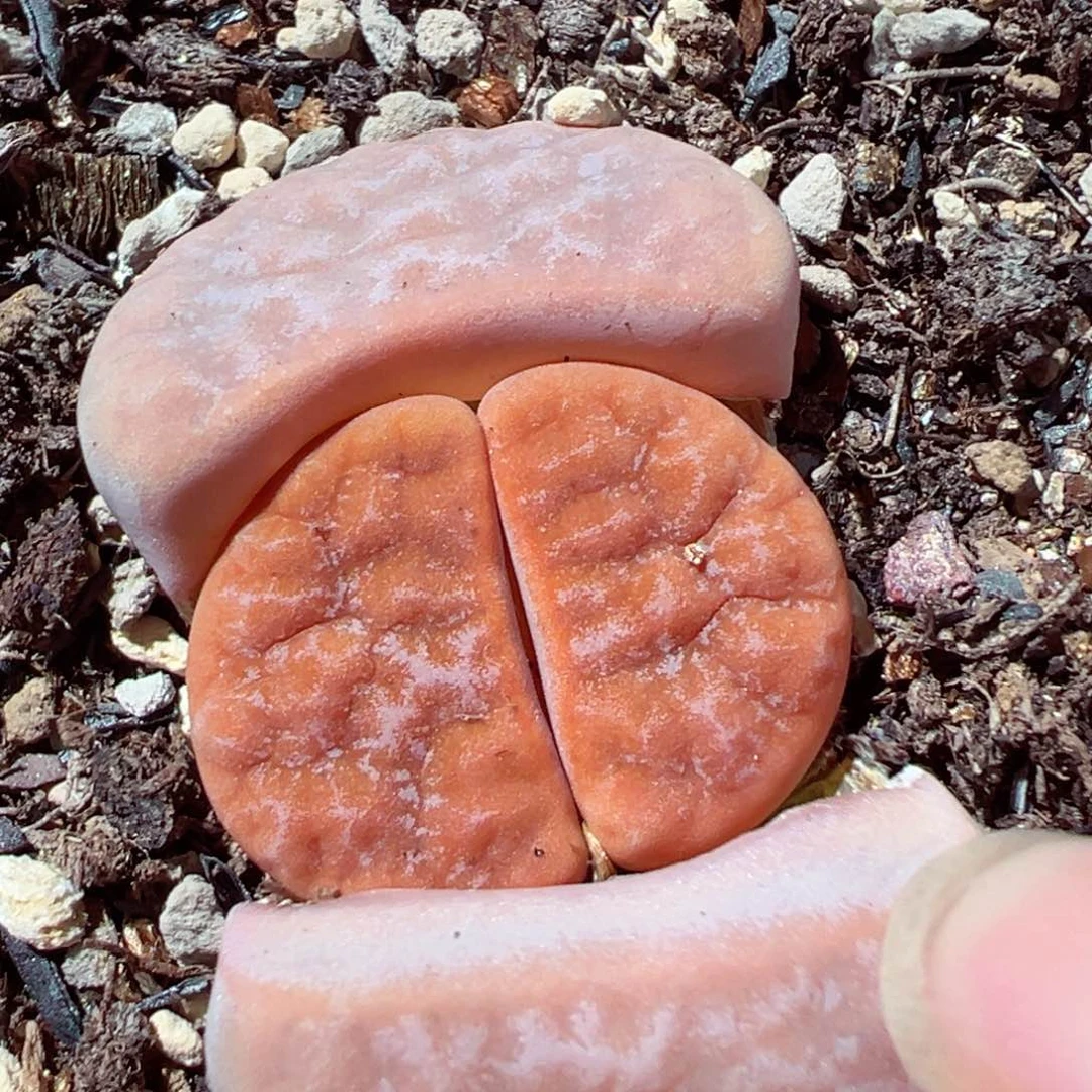 207-467红拿铁母本6年