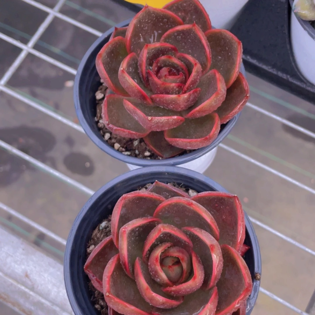 580号 宽叶红灯单头一个