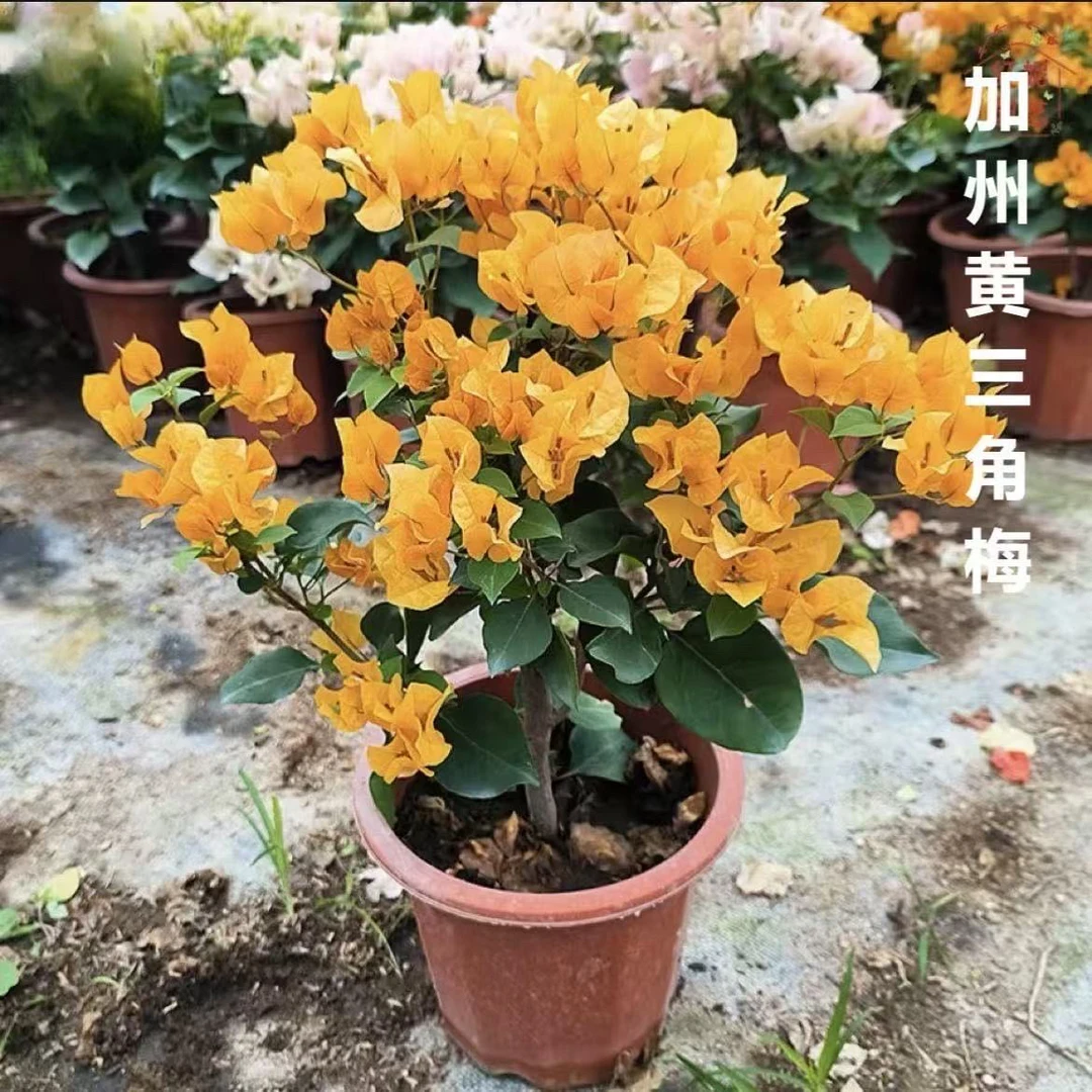 【新疆包邮】加州黄金三角梅阳台庭院四季勤花