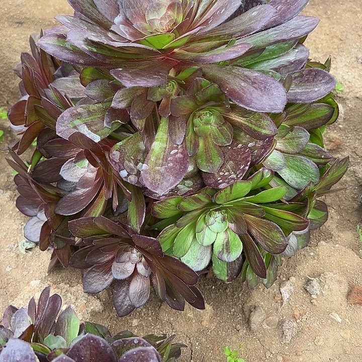 3.10-7花月夜多肉植物1