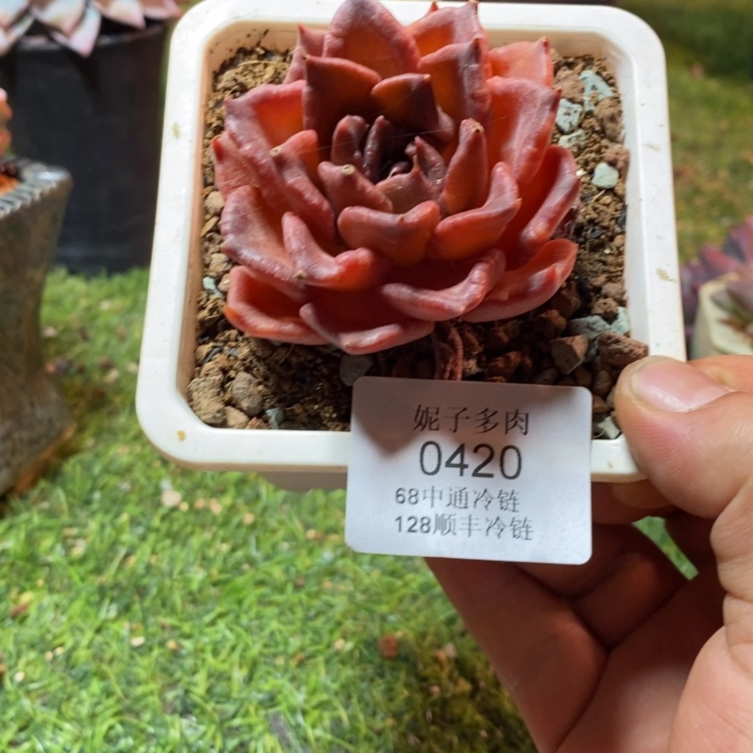 ╰***姐0420啊啊啊啊啊啊啊