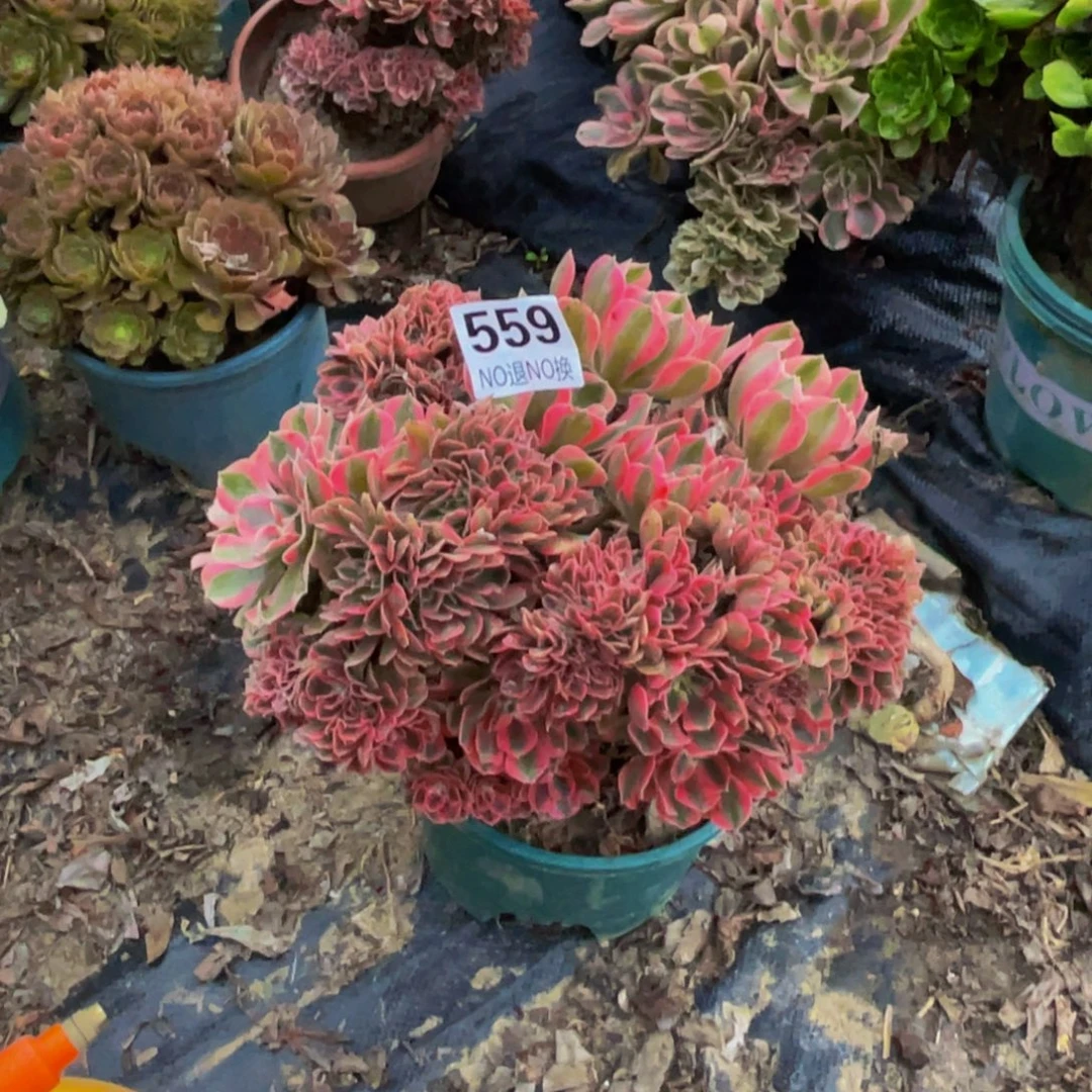 粉女巫法师缀1-23