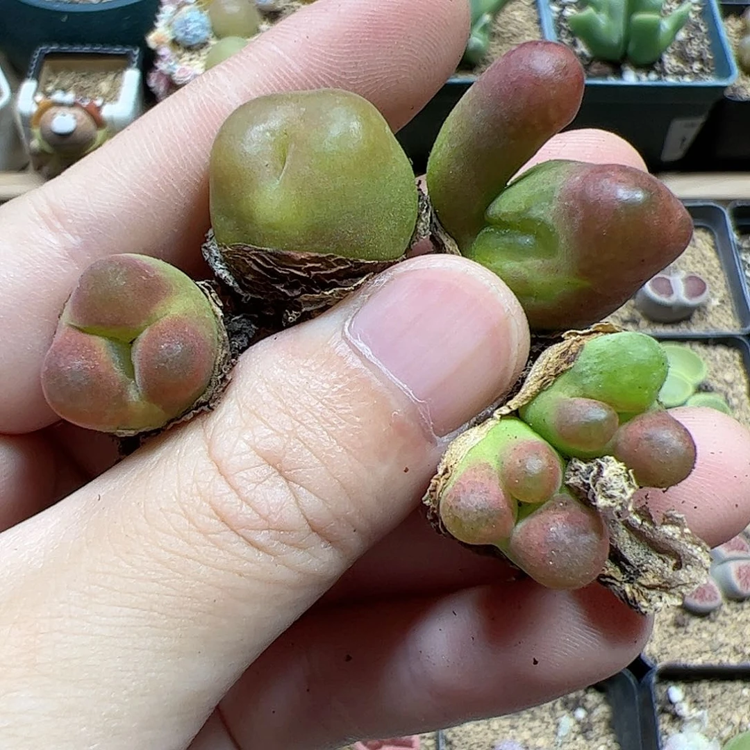 【闪购商品】365 水蜜桃缀