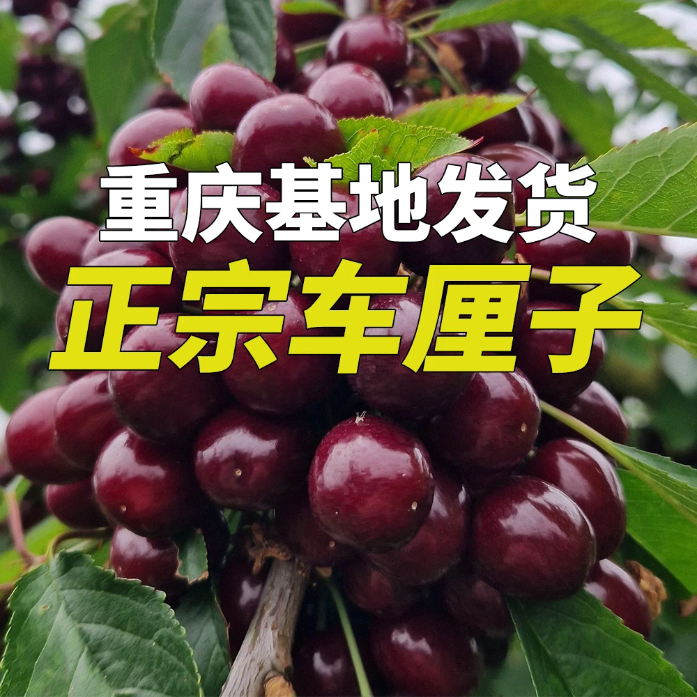 重庆发货正宗黑珍珠车厘子树苗适合南方种植新品种嫁接果树地盆栽