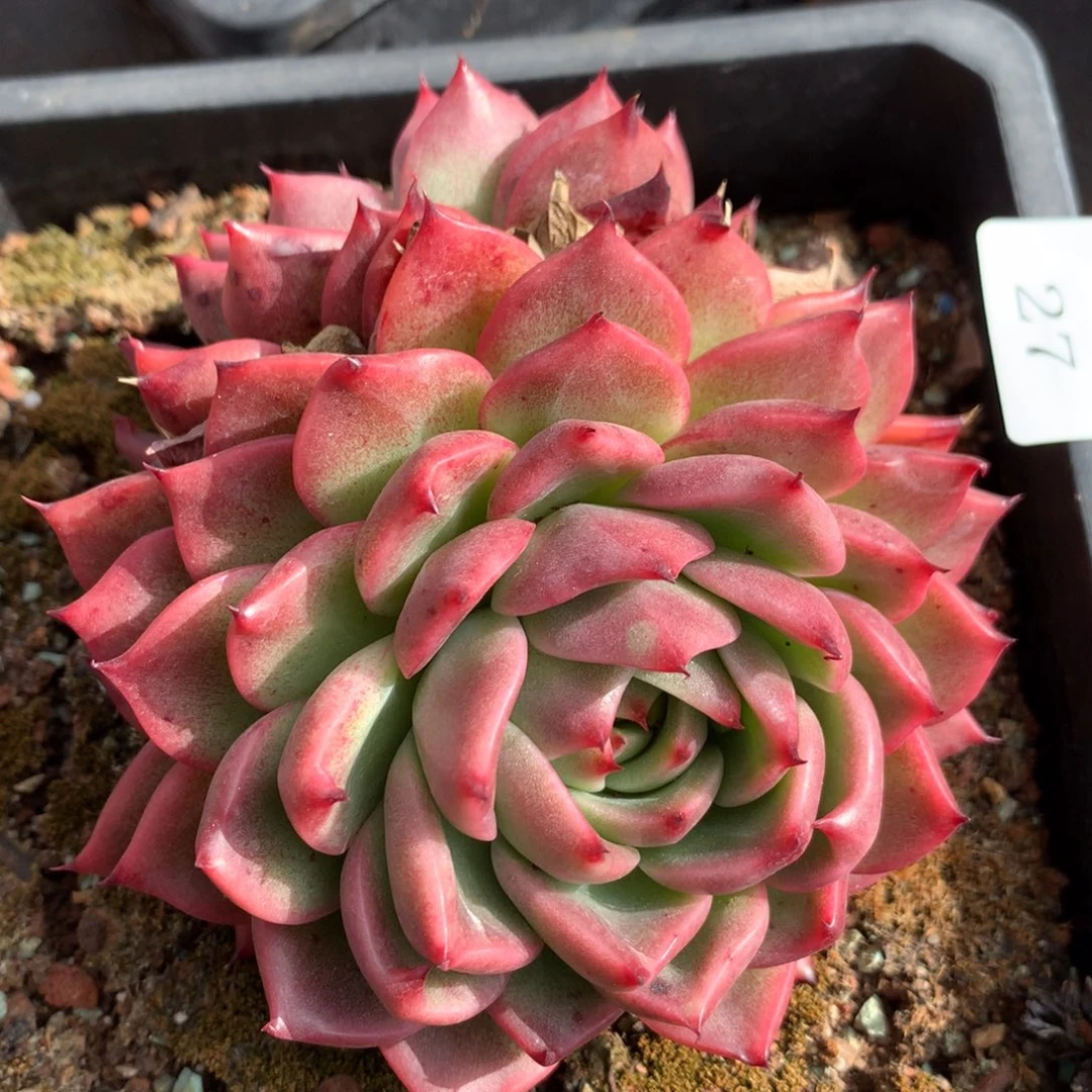 27    新年快乐呀发发发