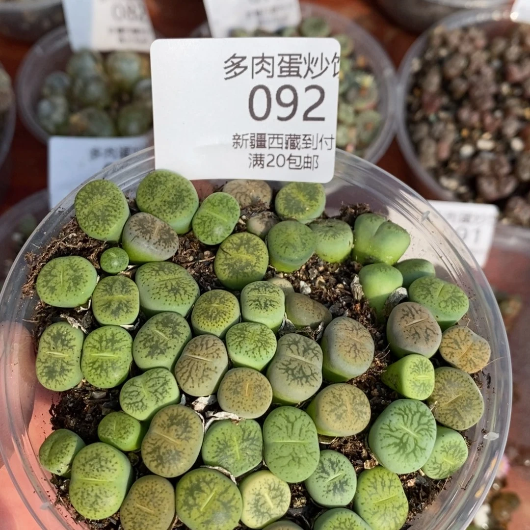 感谢您的支持，0092