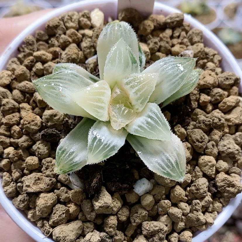 【闪购商品】182糊斑棉花糖