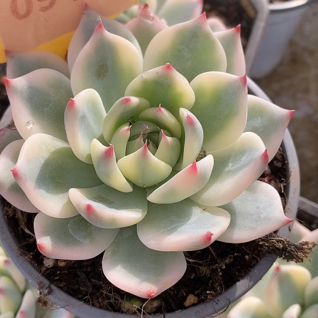 940娃娃，哈哈哈哈哈哈