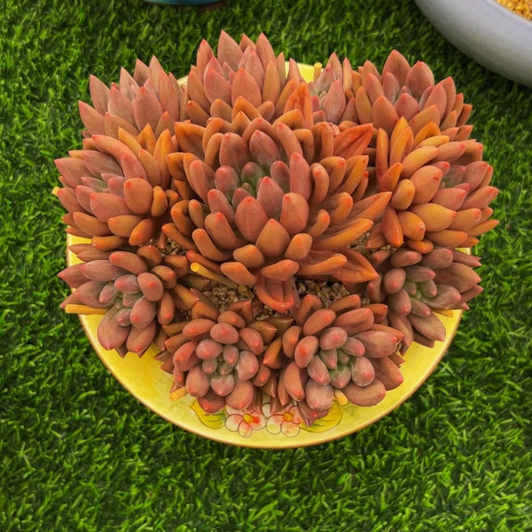 @*爱美人群生多肉植物