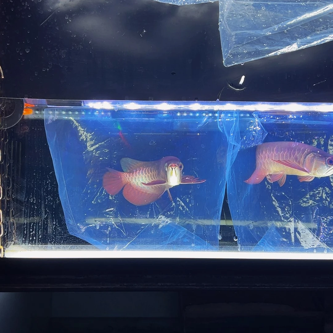 听***雨海水鱼观赏鱼热带鱼金龙鱼