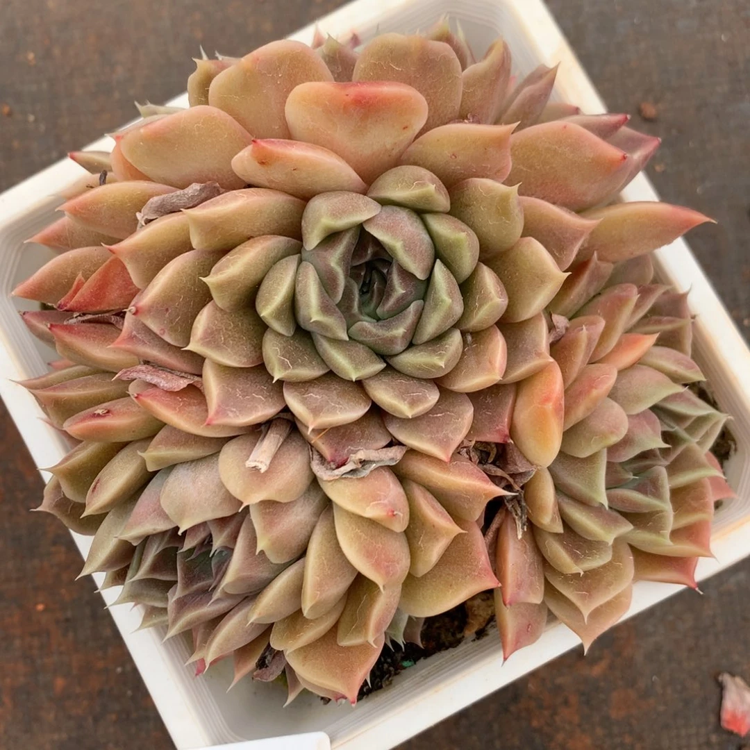 3551杂交多肉植物