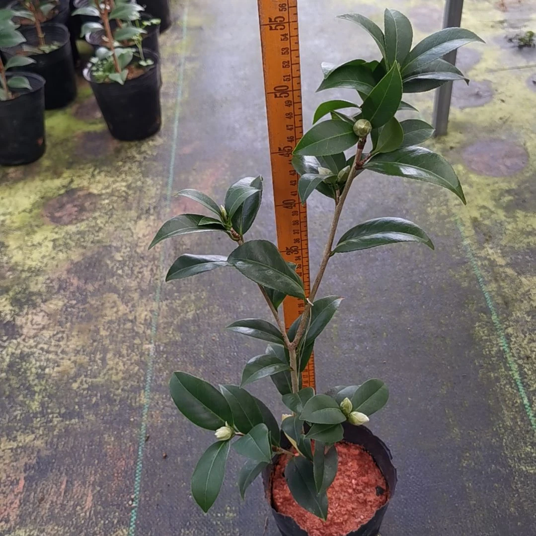 大量花朵（建议范围：8朵-15朵 或40%以上）橙色珍宝