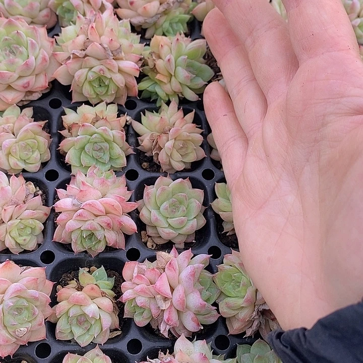 75 多肉植物盆栽植物