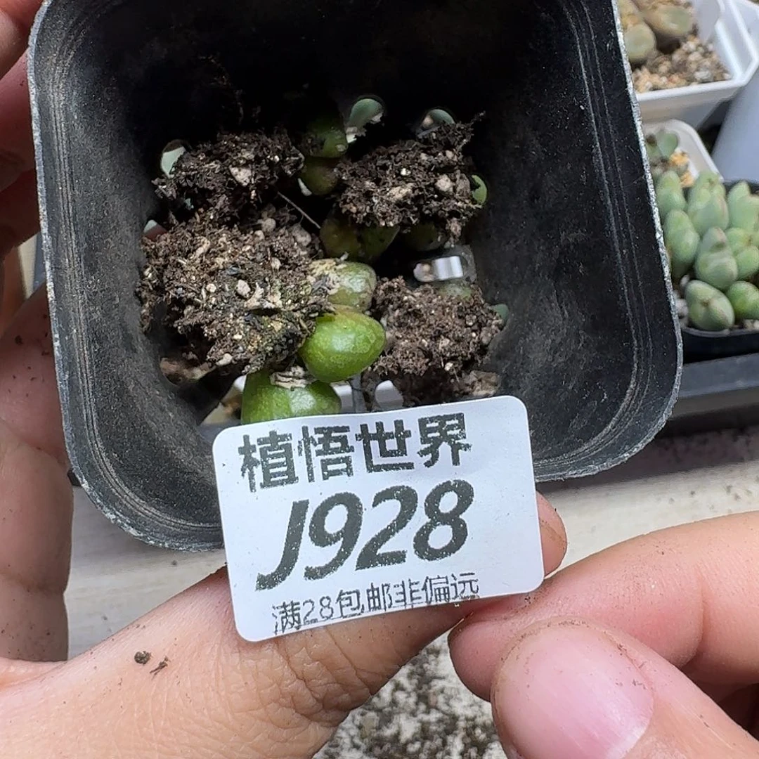 多肉植物的润泽gbn