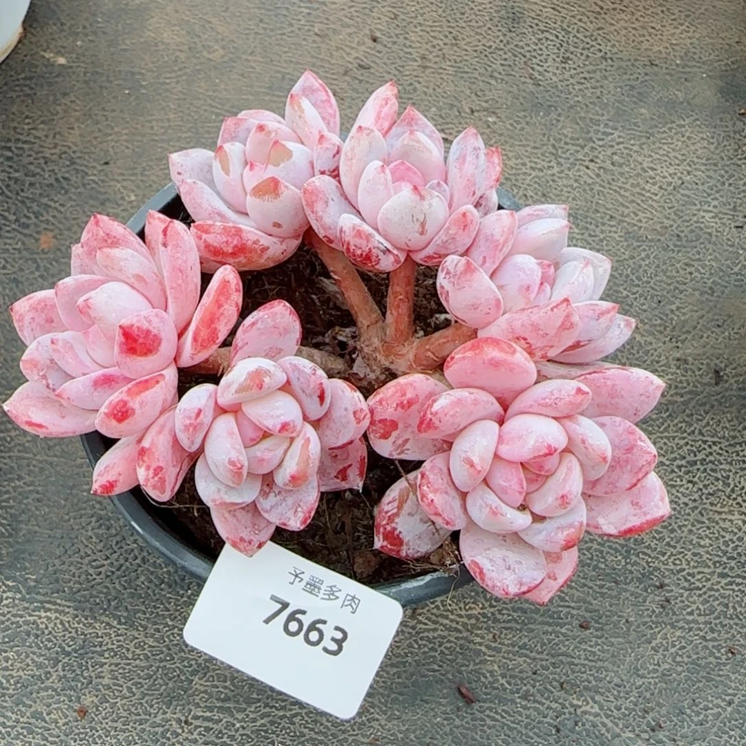 长杆雪之魄，7663多肉植物