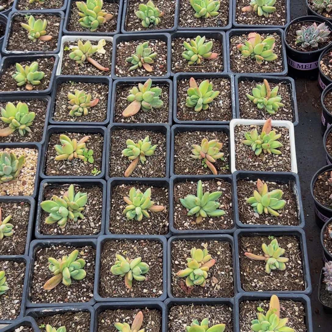 10颗美人系列多肉植物