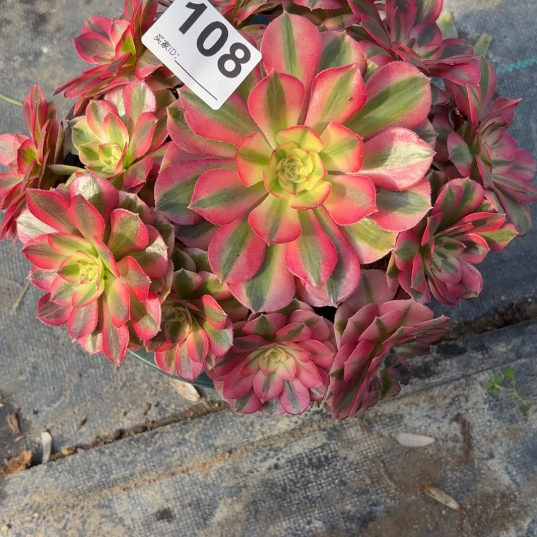 108倾城多肉植物发货