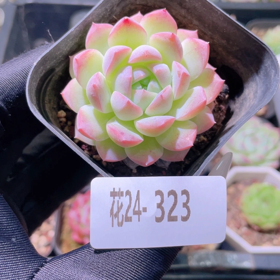 花利美24-323新品