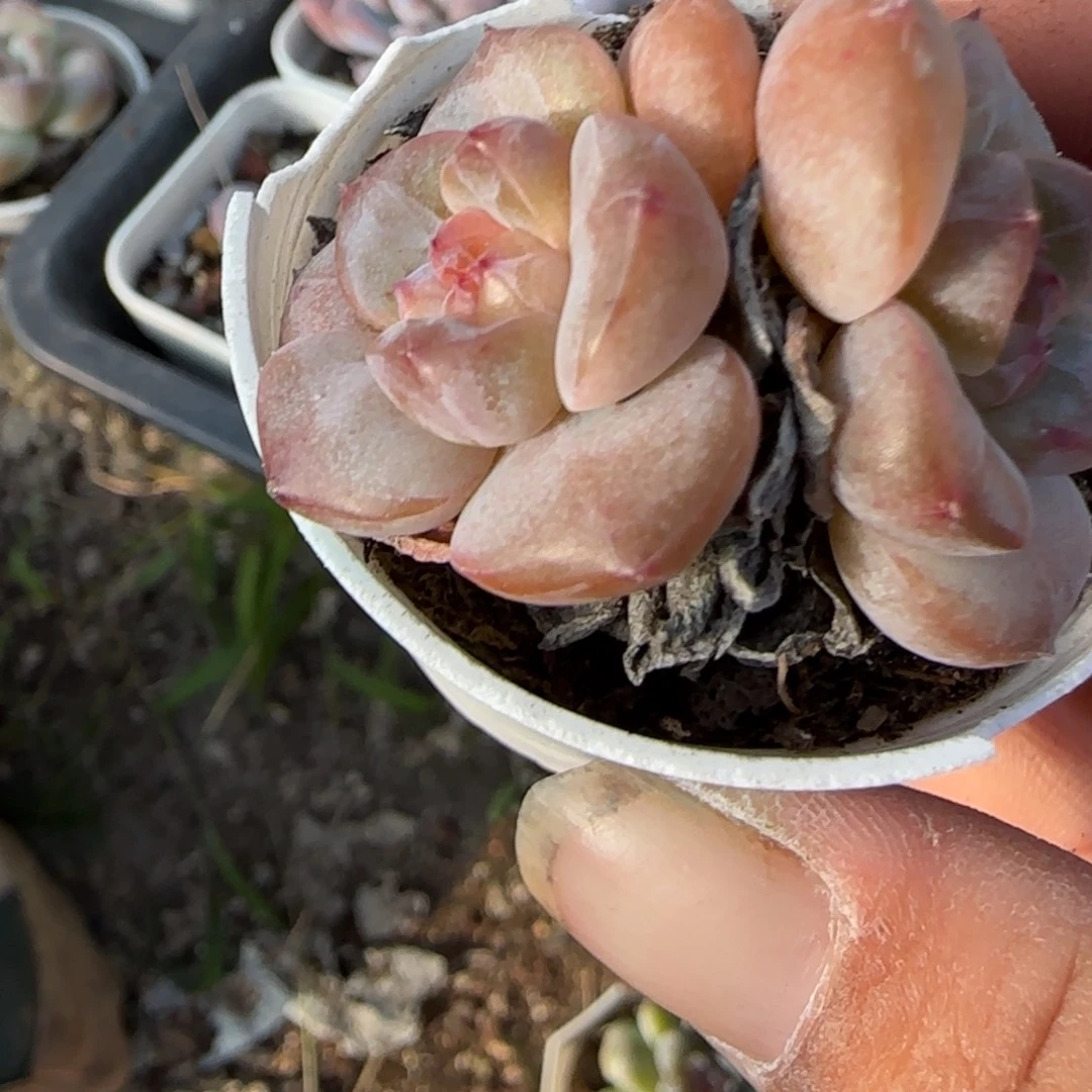 小卡拉米糖心一物一拍