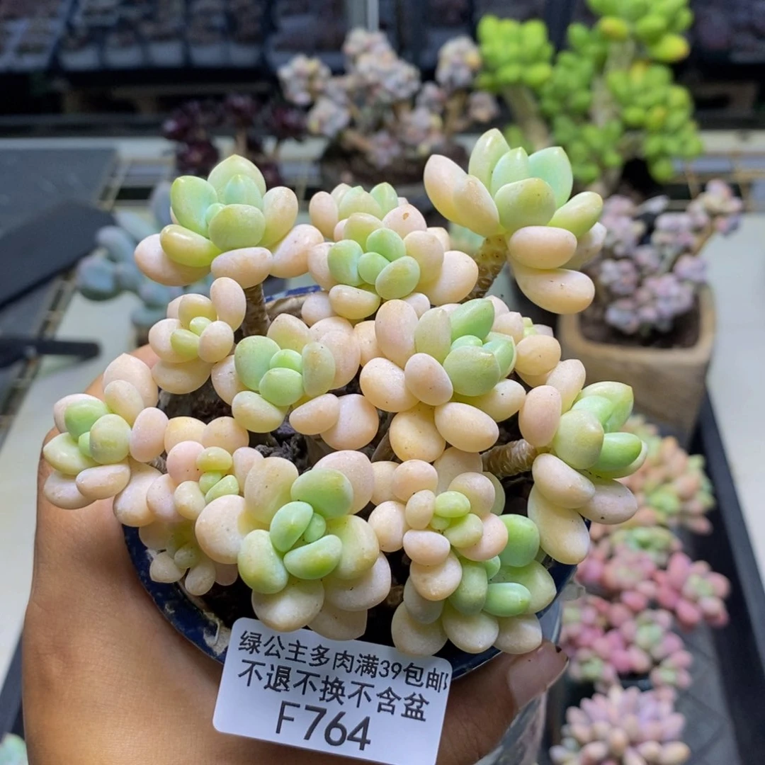 764白奶糖多肉10c m