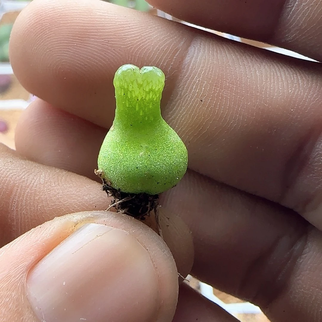 大甩卖开始啦42976