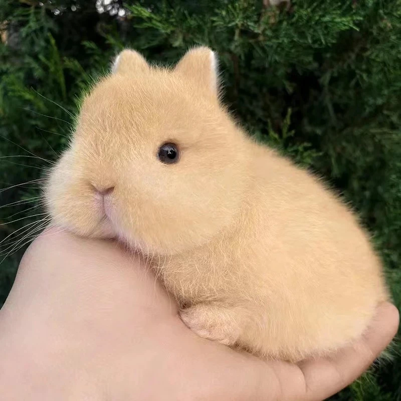 家养适合宿舍家养的长不大的迷你小侏儒兔亲人不咬人的宠物兔活体