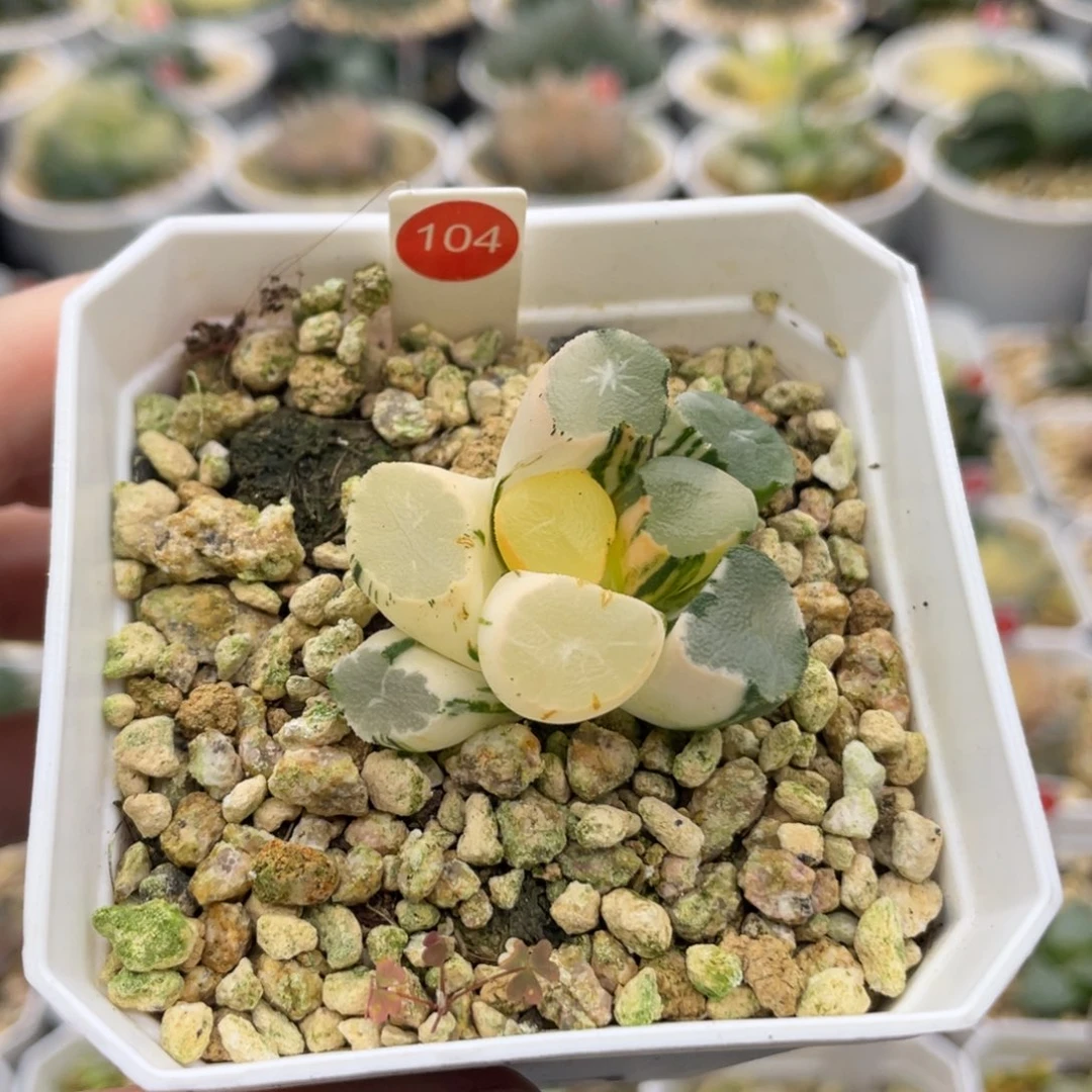 小蔡的菜园 104 山之翠锦