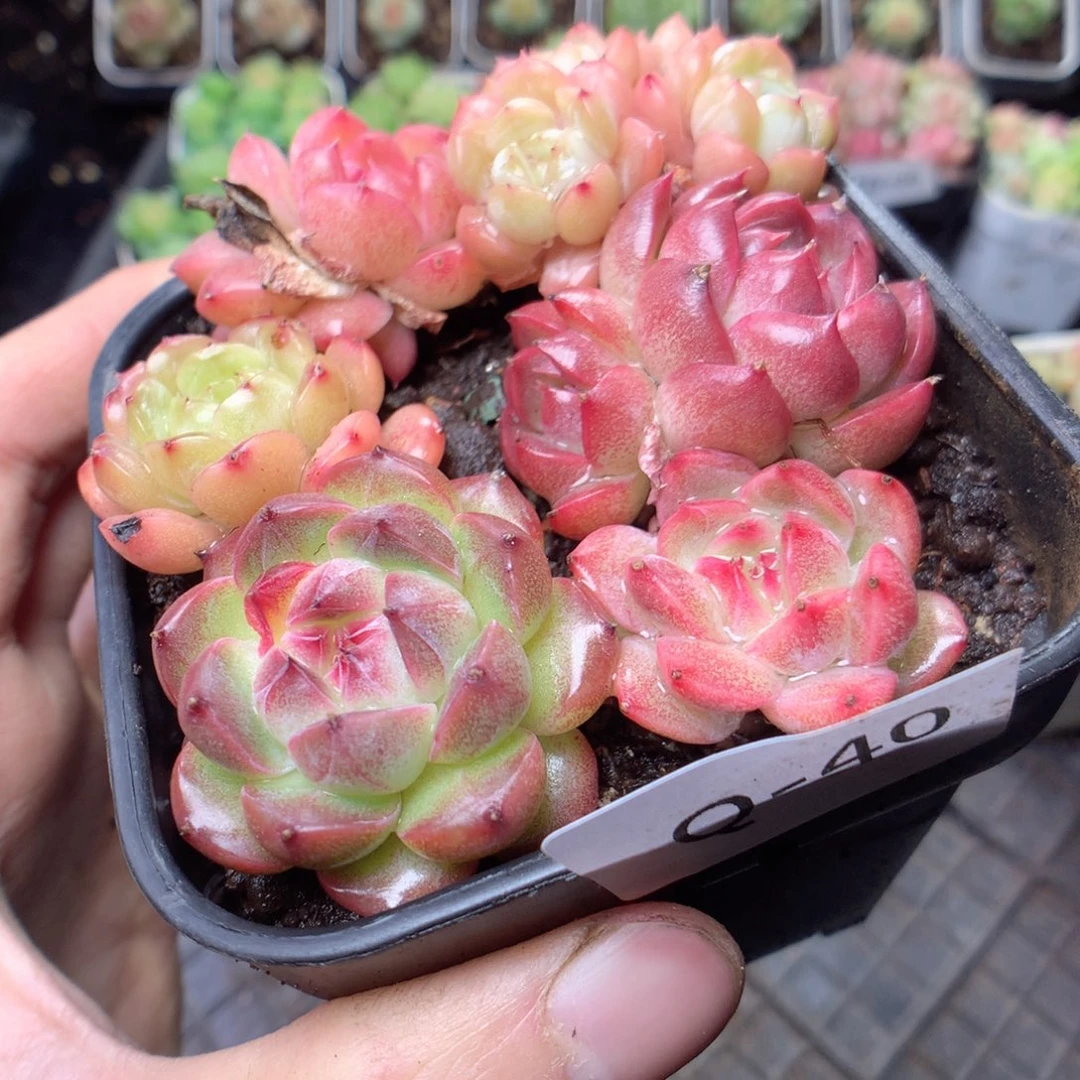 无花朵Q40yyyyyyyyy