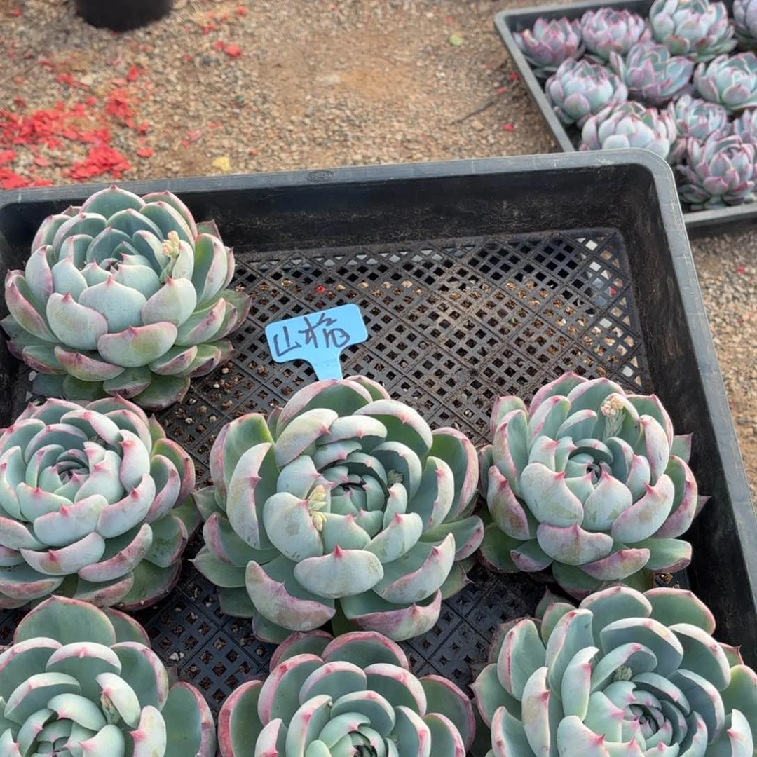 山至妹妹得7个惊鸿仙子