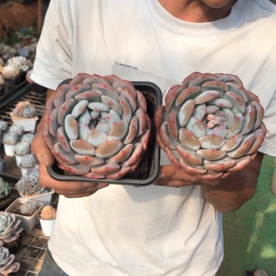 单头橙梦露两颗9.9