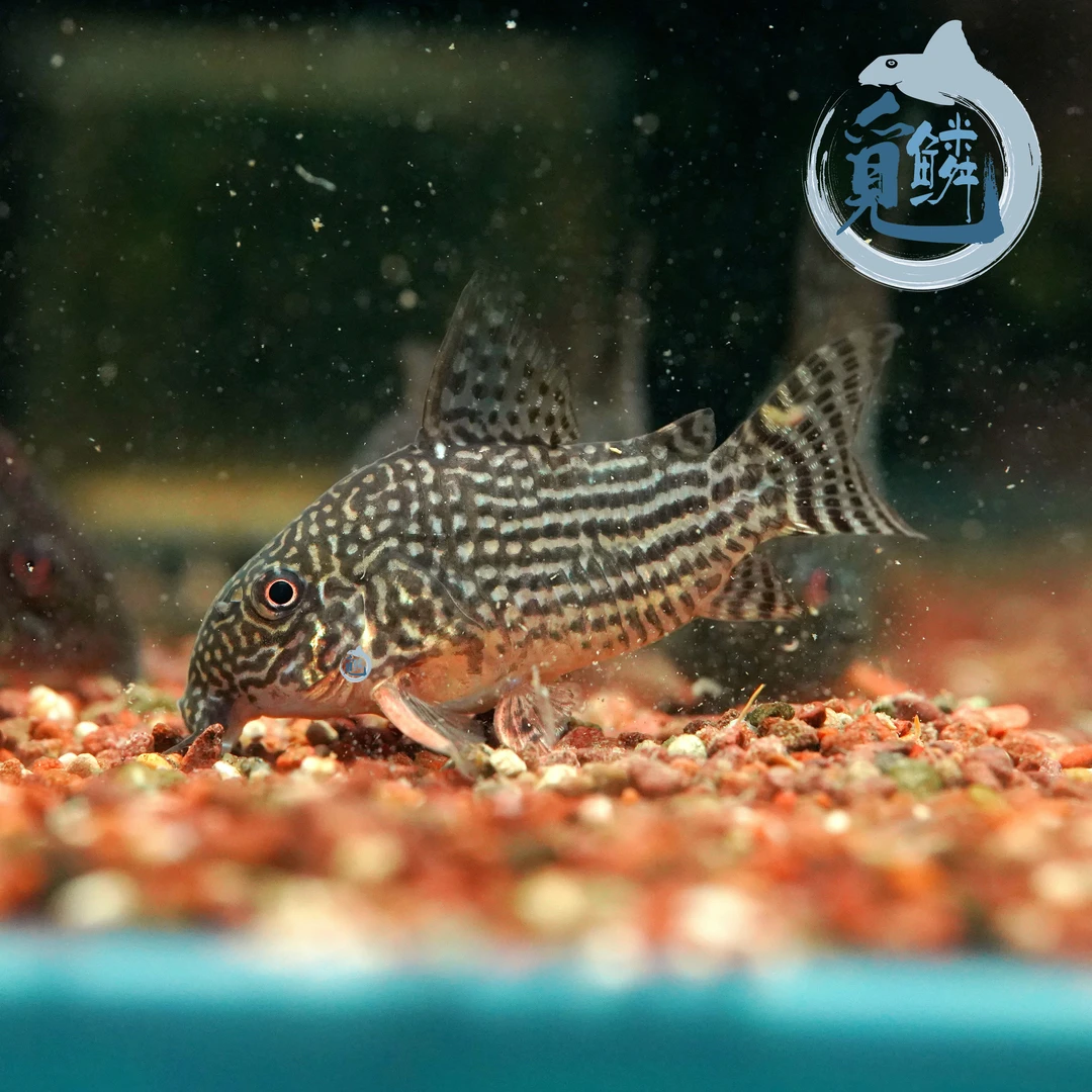 觅鳞南美野采金翅珍珠鼠鱼热带鱼观赏鱼