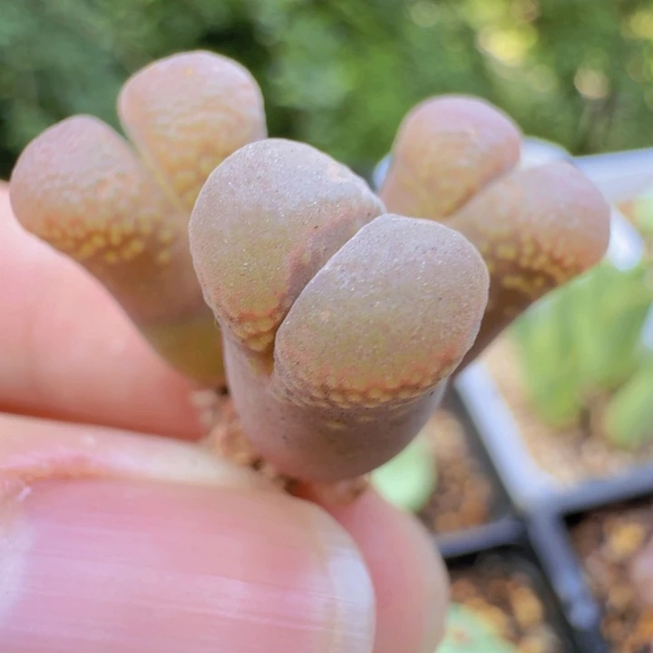 日系红风铃 h g s h d j n d