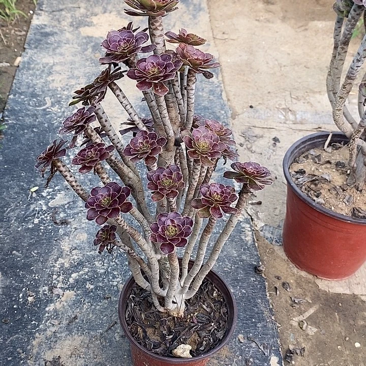 云***空黑法84多肉植物法师法师