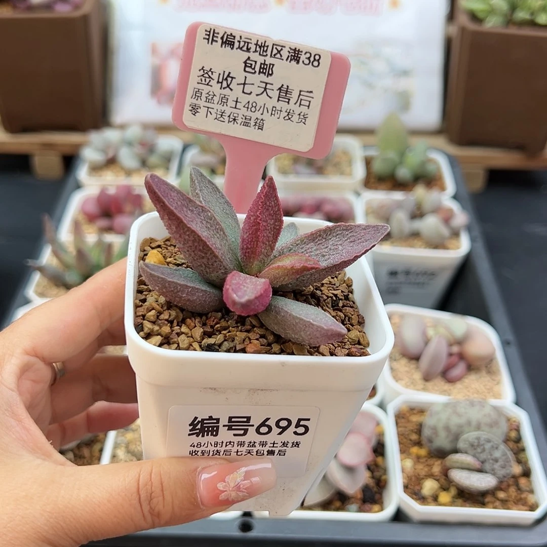 为**变695粉红小猪多肉植物