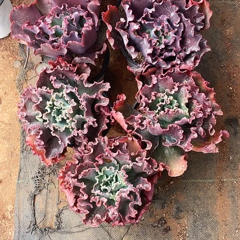 绿*多肉植物.女王.婚纱.爱丽丝带赠品共 7棵