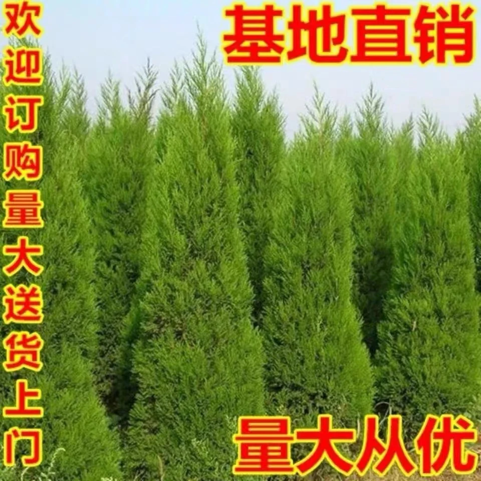 四季常青塔柏树苗蜀桧苗墓地松清明松 绿化苗 清明节扫墓塔柏盆栽