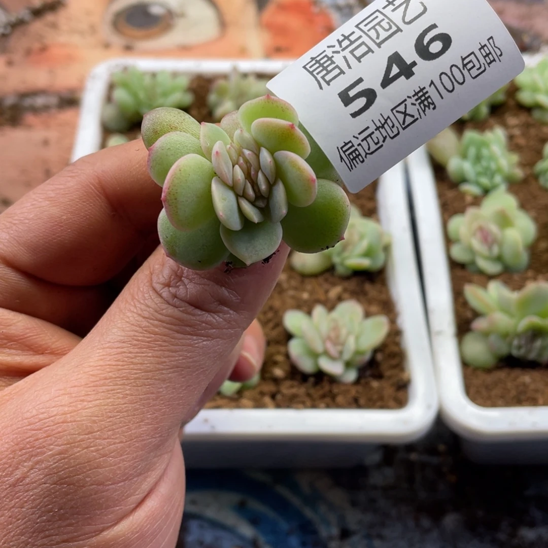 多***富烟霞缀一物一拍546…