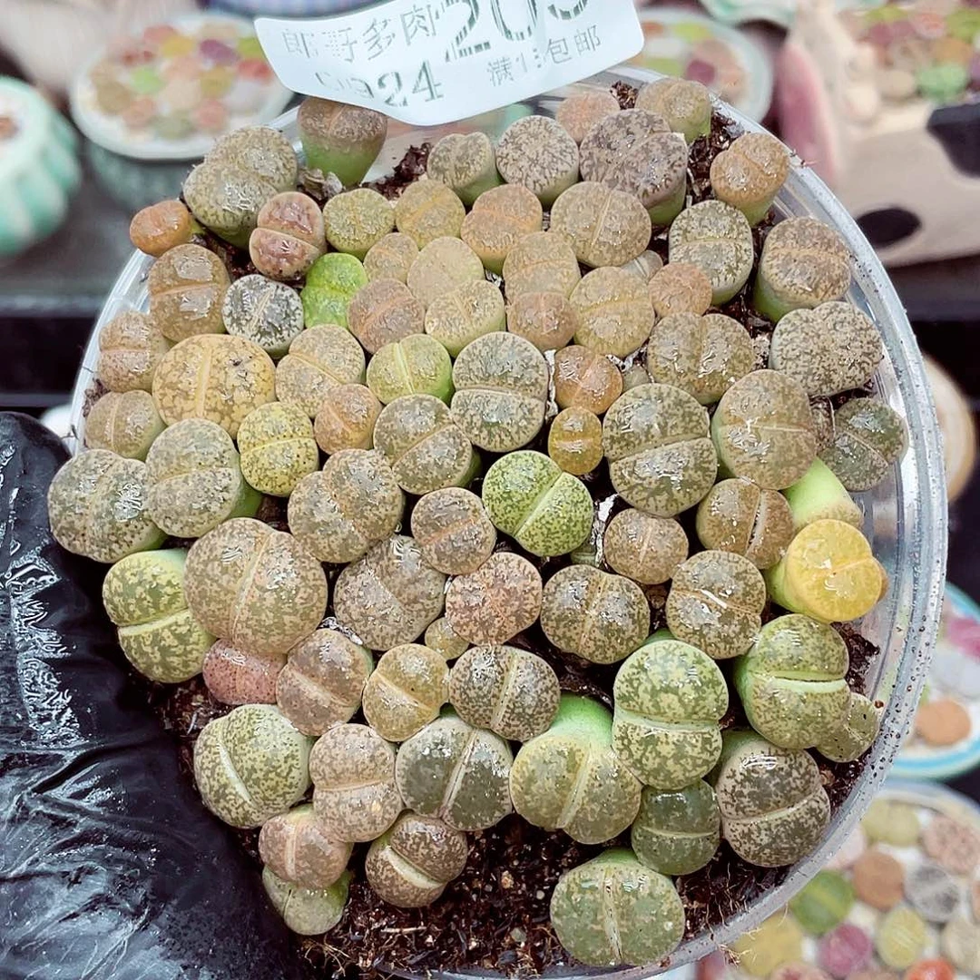 生石花满18包邮0924-209