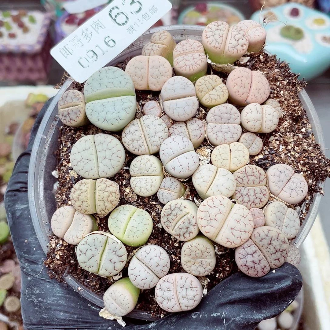 生石花满18包邮0916-63