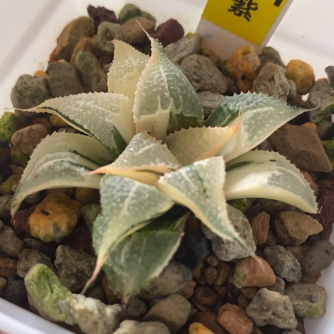 771芭提雅锦一物一拍